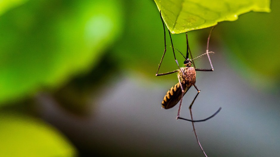 Ученые выяснили, переносят ли комары коронавирус