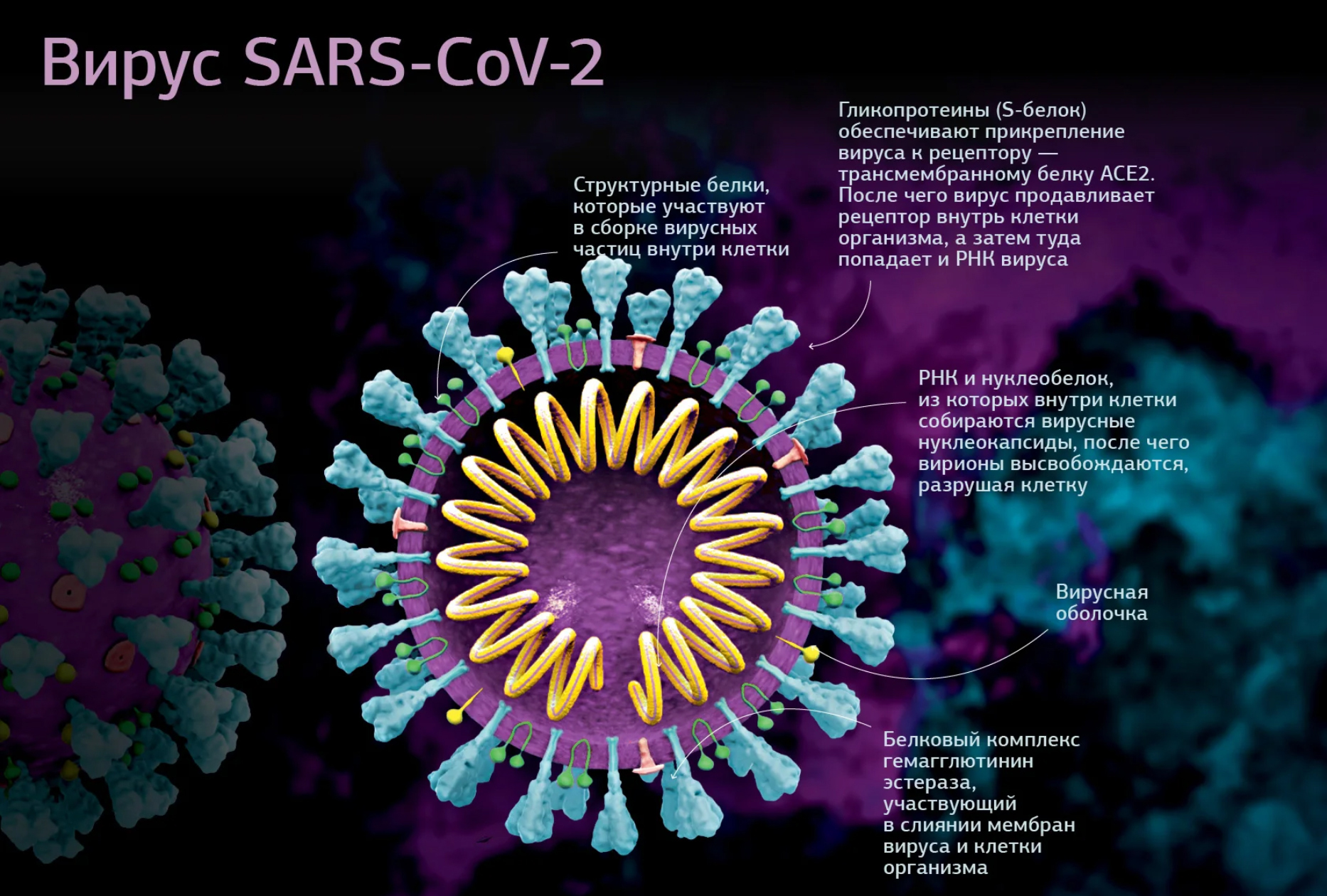 В Китае обнаружен брат-близнец коронавируса SARS-CoV-2